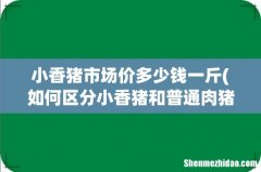 如何区分小香猪和普通肉猪 小香猪市场价多少钱一斤