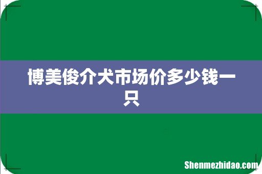 博美俊介犬市场价多少钱一只