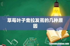 草莓叶子耷拉发蔫的几种原因