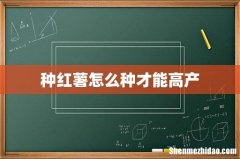 种红薯怎么种才能高产