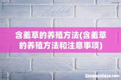含羞草的养殖方法和注意事项 含羞草的养殖方法