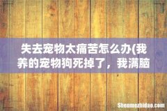 我养的宠物狗死掉了，我满脑子都是它，心里很难过，怎么办？ 失去宠物太痛苦怎么办