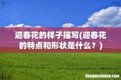 迎春花的特点和形状是什么？ 迎春花的样子描写