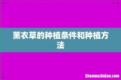 薰衣草的种植条件和种植方法
