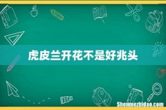 虎皮兰开花不是好兆头