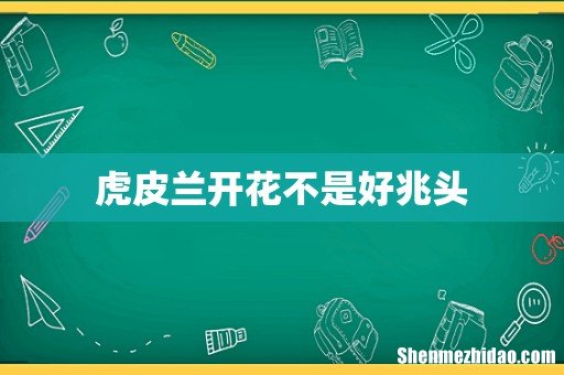 虎皮兰开花不是好兆头