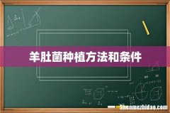 羊肚菌种植方法和条件