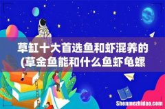 草金鱼能和什么鱼虾龟螺一起饲养？ 草缸十大首选鱼和虾混养的