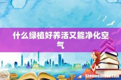 什么绿植好养活又能净化空气