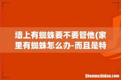 家里有蜘蛛怎么办-而且是特别的大!的那种~~墙上经常爬有一两只..怎么办呢- 墙上有蜘蛛要不要