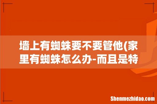 家里有蜘蛛怎么办-而且是特别的大!的那种~~墙上经常爬有一两只..怎么办呢- 墙上有蜘蛛要不要管他