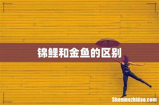 锦鲤和金鱼的区别