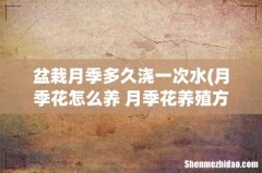 月季花怎么养 月季花养殖方法 盆栽月季怎么养 盆栽月季多久浇一次水