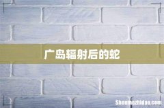 广岛辐射后的蛇