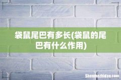 袋鼠的尾巴有什么作用 袋鼠尾巴有多长