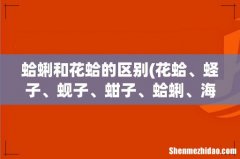 花蛤、蛏子、蚬子、蚶子、蛤蜊、海瓜子、贝壳都有什么区别？ 蛤蜊和花蛤的区别