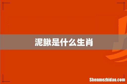 泥鳅是什么生肖
