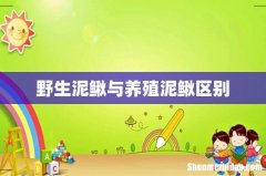 野生泥鳅与养殖泥鳅区别