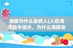 人在海洋当中溺水，为什么海豚会来救援呢？ 海豚为什么会救人