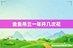 金鱼吊兰一年开几次花