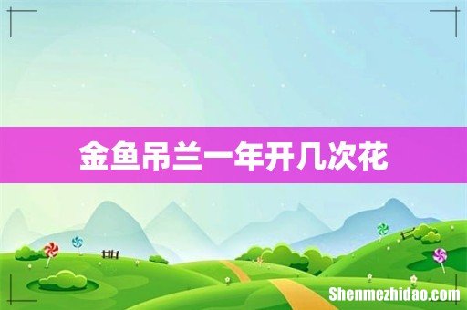 金鱼吊兰一年开几次花