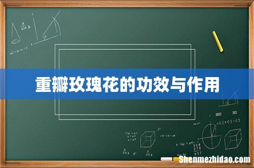 重瓣玫瑰花的功效与作用