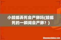 蟑螂死的一瞬间会产卵？ 小蟑螂弄死会产卵吗
