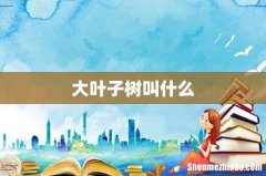 大叶子树叫什么