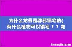 有什么植物可以镇宅 ？？龙骨是其中之一吗 ？ 为什么龙骨是辟邪镇宅的