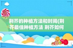 荆芥最佳种植方法 荆芥如何种植 荆芥的种植方法和时间