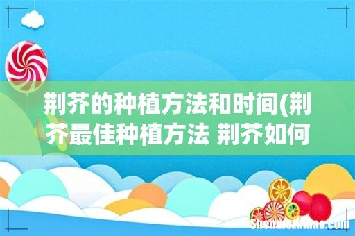 荆芥最佳种植方法 荆芥如何种植 荆芥的种植方法和时间