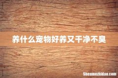养什么宠物好养又干净不臭