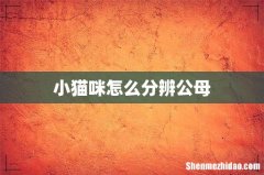 小猫咪怎么分辨公母