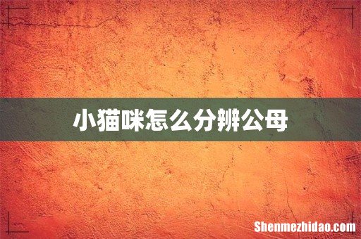 小猫咪怎么分辨公母