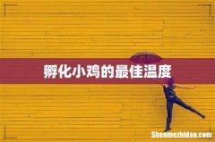 孵化小鸡的最佳温度