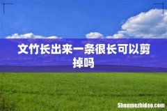 文竹长出来一条很长可以剪掉吗