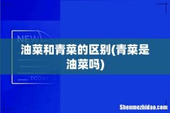 青菜是油菜吗 油菜和青菜的区别