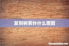 发财树黄叶什么原因