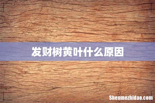 发财树黄叶什么原因