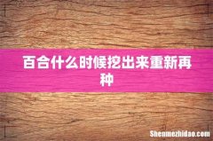 百合什么时候挖出来重新再种