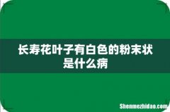 长寿花叶子有白色的粉末状是什么病