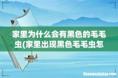 家里出现黑色毛毛虫怎么办？ 家里为什么会有黑色的毛毛虫