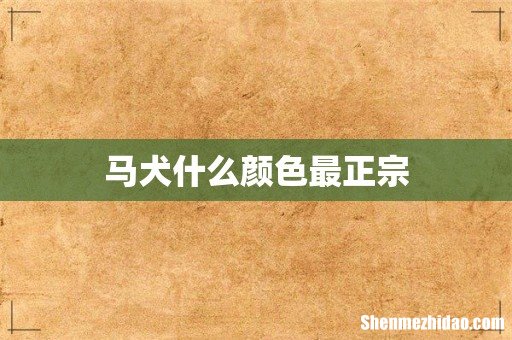 马犬什么颜色最正宗