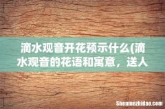 滴水观音的花语和寓意，送人有什么禁忌 滴水观音开花预示什么
