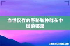 当世仅存的野骆驼种群在中国的哪里