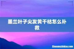墨兰叶子尖发黄干枯怎么补救