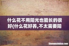 什么花好养,不太需要阳光 什么花不用阳光也能长的很好