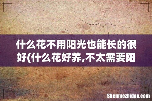 什么花好养,不太需要阳光 什么花不用阳光也能长的很好