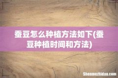 蚕豆种植时间和方法 蚕豆怎么种植方法如下