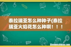 泰拉瑞亚火焰花怎么种啊！！！ 泰拉瑞亚怎么种种子